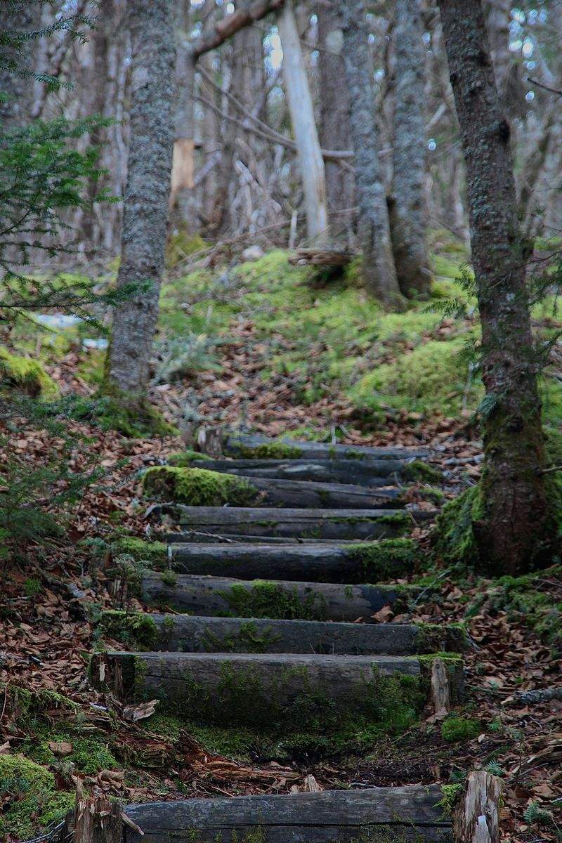 トレイルアドベンチャーズジャパン - Image 13